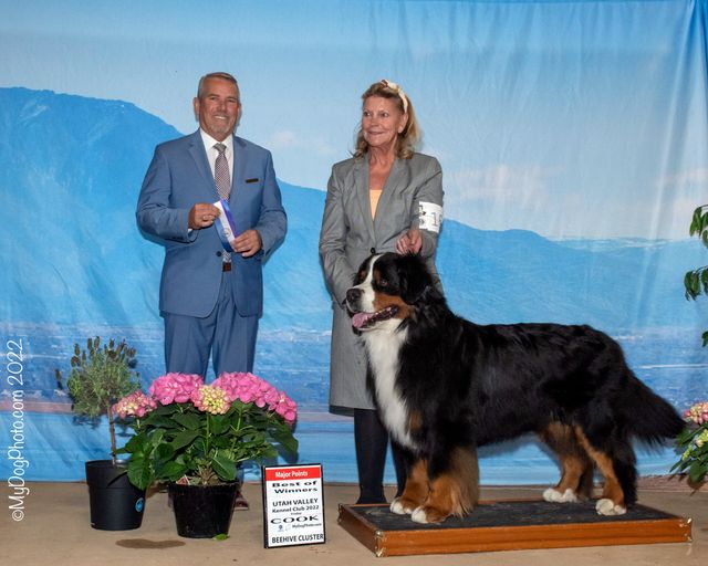 Ranger Bernese MOUNTAIN DOGS Utah WESTERN USA